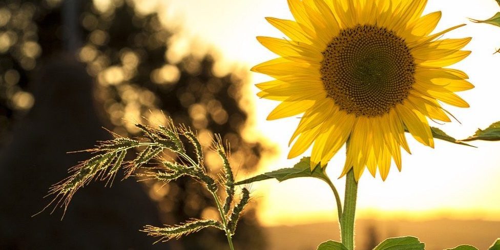 sunflower-sun-summer-yellow-1024x683-landscape